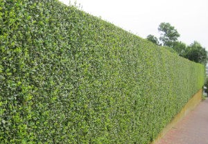 Hedge Trimming Clapham